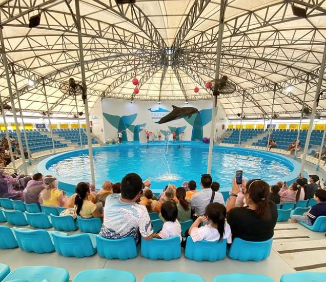 Pattaya Dolphinarium – The Most Famous Dolphin Show in Thailand